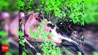 Leopard kills cow near Bhavanisagar | Coimbatore News - Times of India