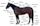 Equine anatomy