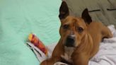 Pit Bull Terrier Bonnie & her friends seek adoption from the Beaver County Humane Society