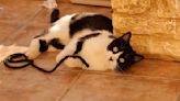 Precious Tuxedo Cat Is Totally Obsessed With His 'Emotional Support' Rope