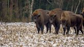 Raro filhote de bisão branco avistado nos EUA seria sinal de grandes mudanças