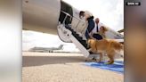 BARK Air, a new airline that puts dogs first, is taking off