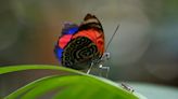 Mariposas, las joyas aladas para biólogas de Ecuador que miden el cambio climático