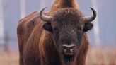 A tourist was injured by a bison in Yellowstone National Park after getting too close