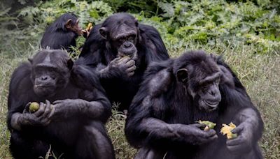 Sick and injured chimpanzees seen using the forest as a natural drugstore