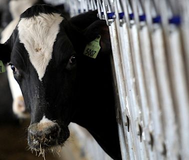 美國研究：當地五分一零售牛奶樣本含禽流感病毒碎片