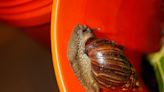 Invasive snails are chomping through Florida, and no one can stop them