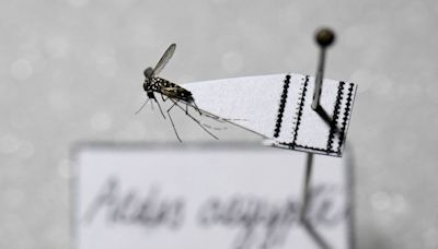 Brasil concentra mais de 80% dos casos de dengue no mundo, aponta OMS