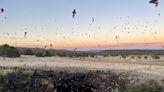 El Malpais National Monument holds guided hikes to see bats