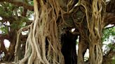 Tourist detained for stripping naked by sacred tree in Bali