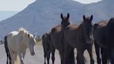 Wild horses, burros removed from public lands near Las Vegas