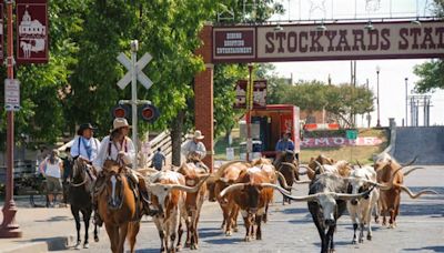 The Fort Worth Herd: Keeping Tradition Alive with the Last Remaining Cattle Drive