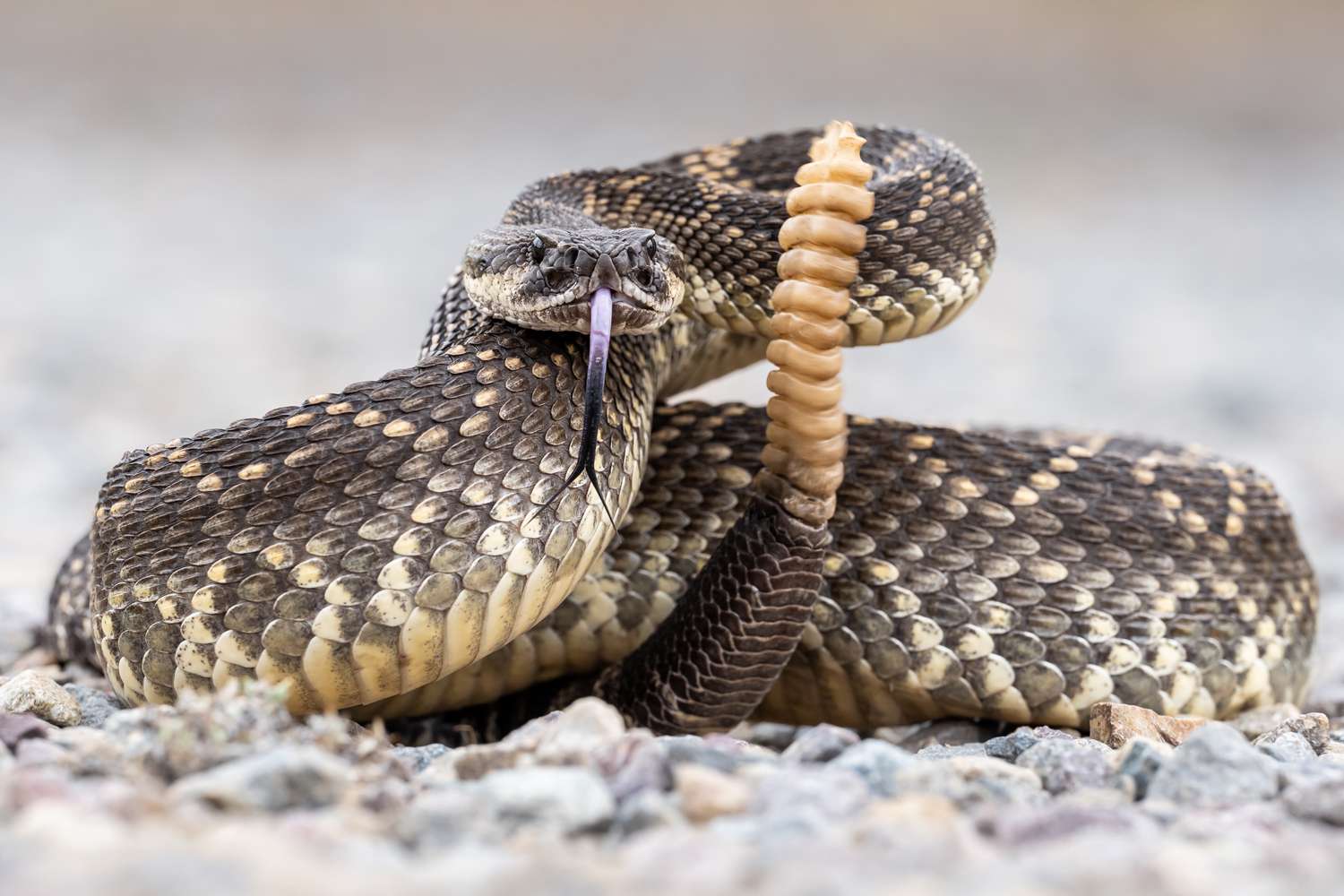 Calif. Man Opens Package in Mail and Finds Live Rattlesnake — And His Family in Fla. Got Similar Parcel