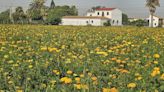 La ola de calor echa una mano a la Batalla de Flores... aunque parezca increíble