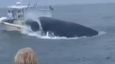 Whale capsizes fishing boat after surfacing off the coast of New Hampshire