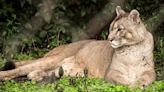 La odisea del puma que quedó ciego debido a un accidente, fue rescatado y vive en una reserva de Córdoba