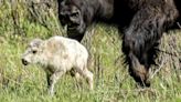 Rare white bison calf reportedly born in Yellowstone National Park: "A blessing and warning"