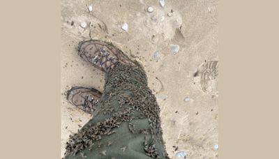 How to limit painful bites from flies swarming at Pictured Rocks, Sleeping Bear Dunes