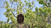 Colorado’s bald eagles are soaring in numbers, wildlife officials say