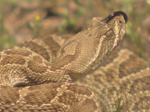 Wildlife experts warn Coloradans of rattlesnake sightings during this time of year