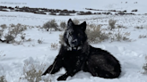 Colorado makes it easier for ranchers to kill wolves that are attacking their livestock at night