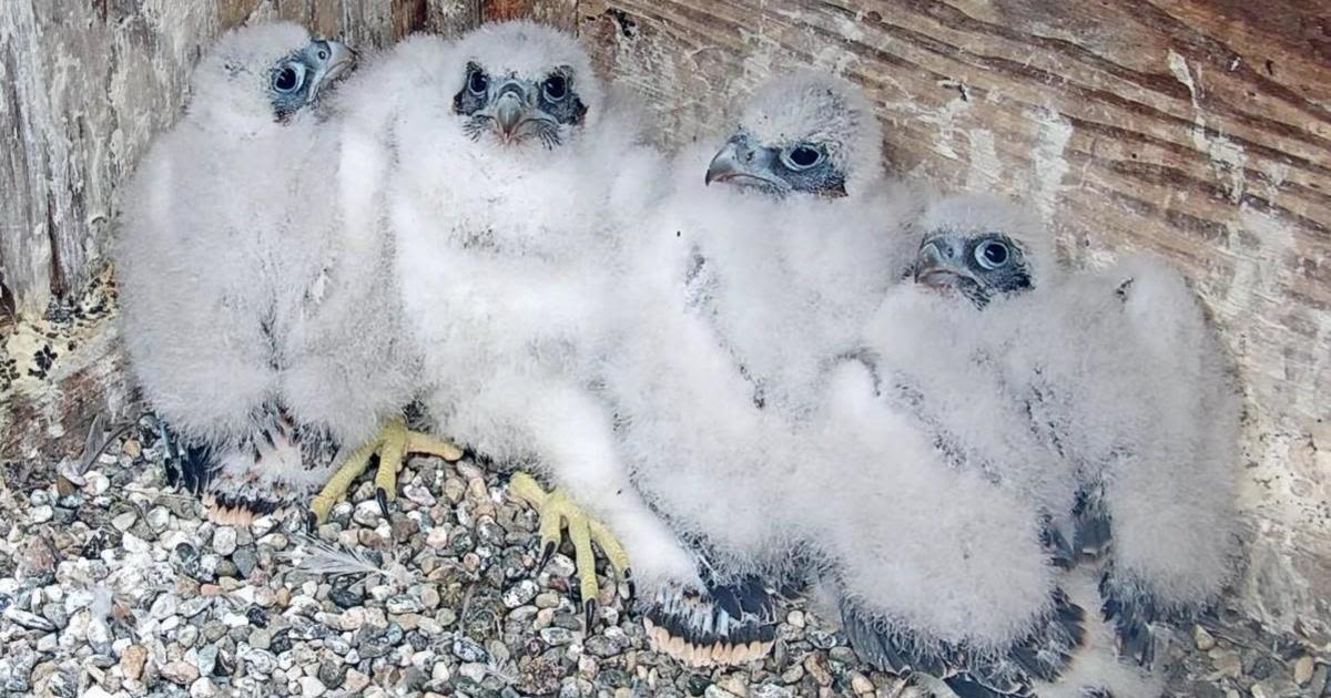 Naming contest launched for 4 new falcon chicks that hatched on UC Berkeley bell tower