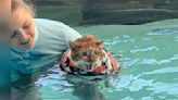 Chubby Shelter Cat Has Serious Objections To Starting Water Therapy