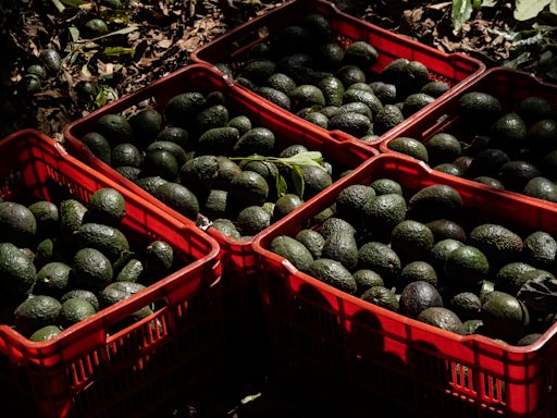 U.S. Suspends Mexico Avocado Shipments