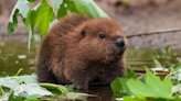 Rescued Beaver's Cute Little Noises While Falling Asleep Are Giving People the Feels