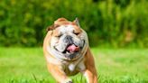 Bulldogs could be banned if not bred to be healthier, experts warn