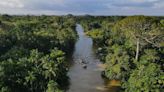 Cuando una empresa compra créditos para contaminar salvando bosques que en realidad no están amenazados