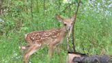 Whitetail fawns dropped late this spring in the Northeast. What it means for herd dynamics