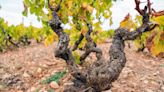 100-Year-Old Wine Producer Makes Rioja Wine From Old Vines