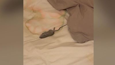 Student's horror as she finds dead mouse in bed