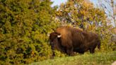 Columbus Zoo and Aquarium announces the death of 12-year-old bison Hermie