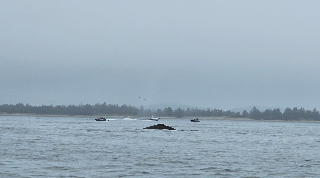 Video: Humpback whale spotted in Columbia River by Warrenton mayor while fishing