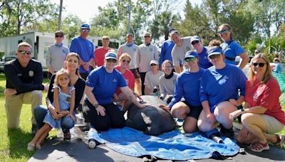 A Manatee Named 'Toast' Is Released Back Into the Wild at Three Sisters Spring