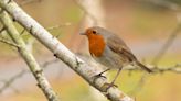 Así ha cambiado la presencia de aves en Euskadi durante los últimos 25 años