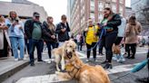 More Than 100 Golden Retrievers Descend on Boston To Honor Spencer, the Boston Marathon's Official Dog
