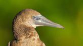 Birders have rare chance to see brown booby in Indiana's Spring Mill State Park now