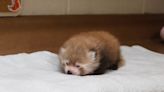 First red panda born at Chattanooga Zoo in 8 years