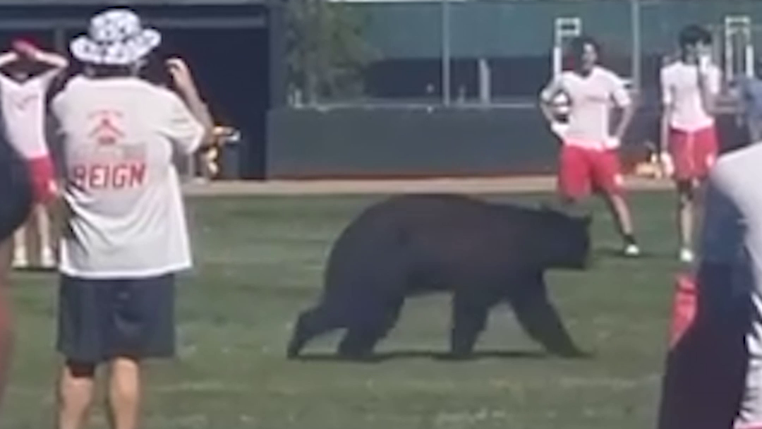 Video shows black bear cross Tahoe-area high school football field during practice