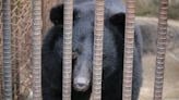 South Korea to ban bear farming, but what to do about hundreds of captive animals that remain?