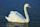 Mute swan