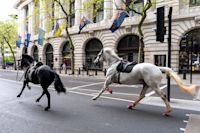 1 horse remains under observation and another is expected to recover fully after London rampage