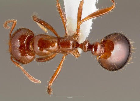 Santa Barbara County Agricultural Commissioner warns of imported fire ant infestation Thursday