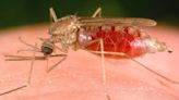 Malaria in the US: With local cases in Florida, Texas, what to know about symptoms, treatment