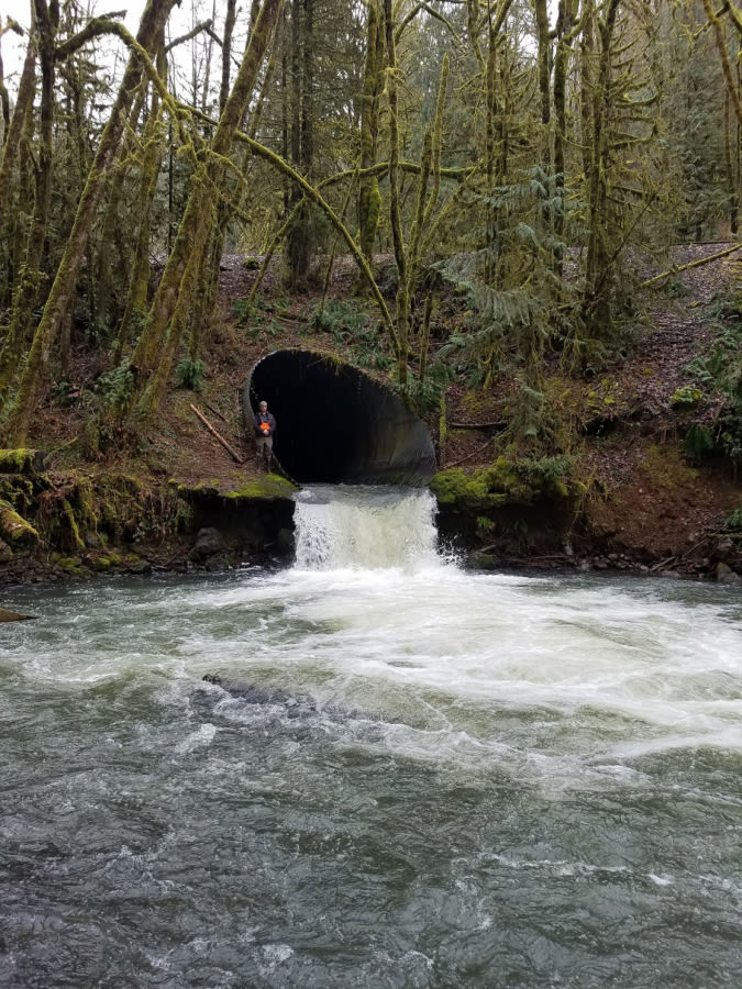 Cantwell, Murray announce $75M to improve fish habitats, including $1.9M to Cowlitz Indian Tribe