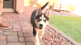 Las Vegas-area pet store whited out health info showing puppy was sick