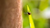 Prepare for tick season: What to know about bites, removing ticks and tick-borne diseases